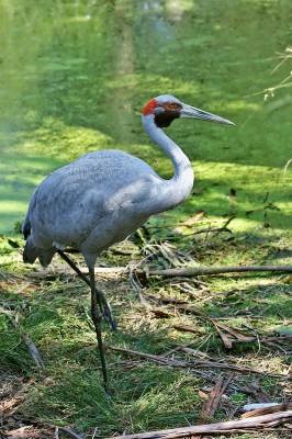 Brolga-1-Healesville,-Vic,-3.1.2008_edit