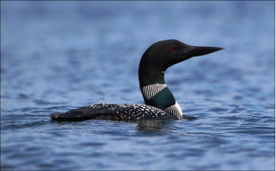 loon-northern-diver